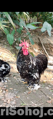 একজোরা কোচিং মুরগী বিক্রি করা হবে রানিং।